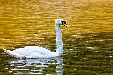 《莱莎的炼金工房3》新中文预告 豪华版与特典介绍